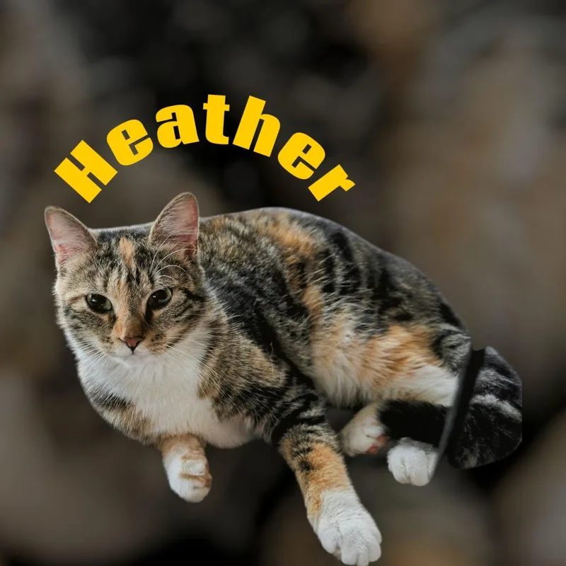 A young medium-sized female Calico Calico cat named Heather for adoption in New Port Richey, FL