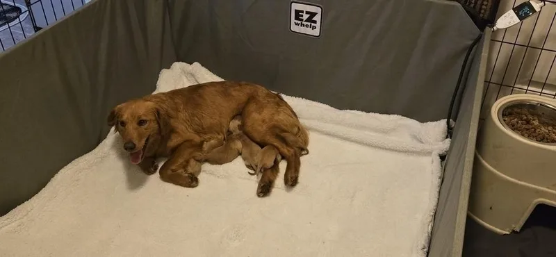 Cheveldayoff  Merit thumbnail 2