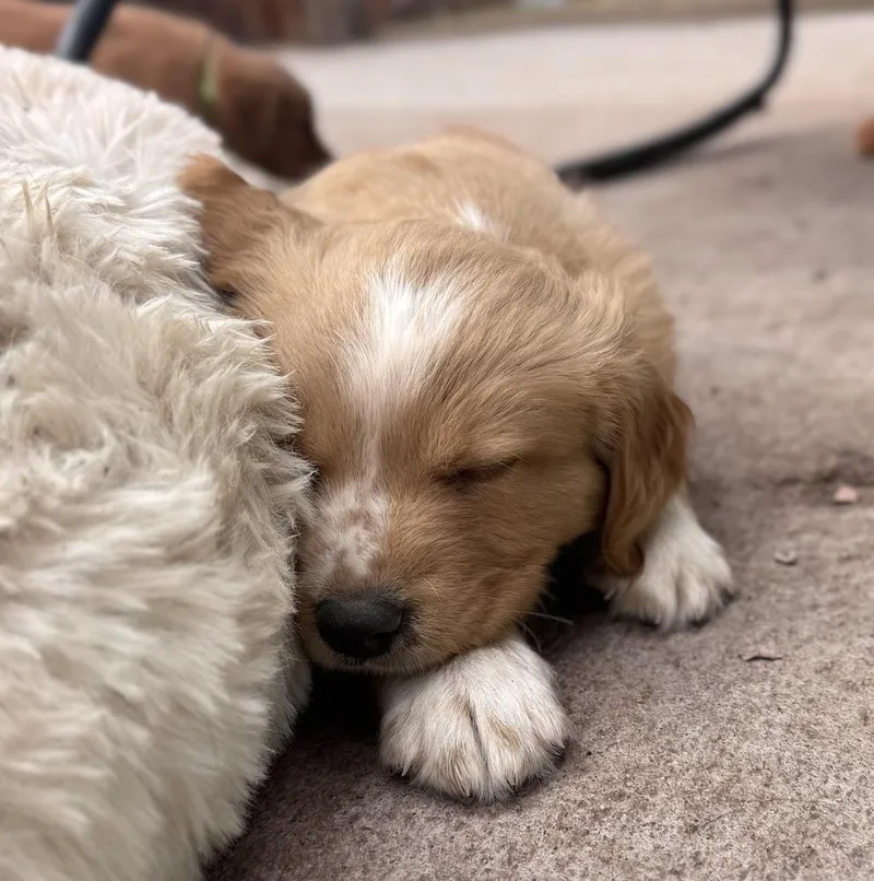 Cheveldayoff  Merit thumbnail 3