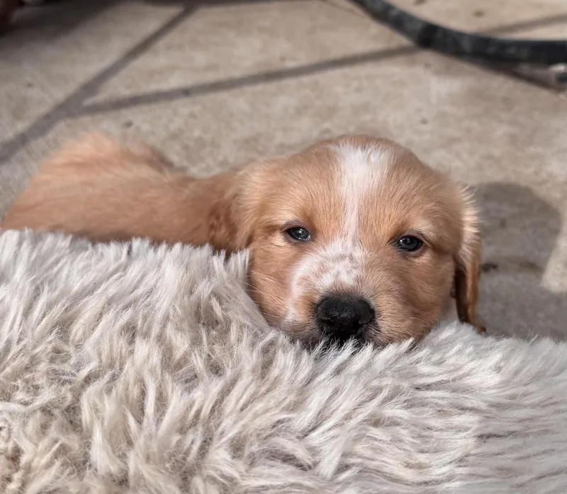 Cheveldayoff  Merit thumbnail 4