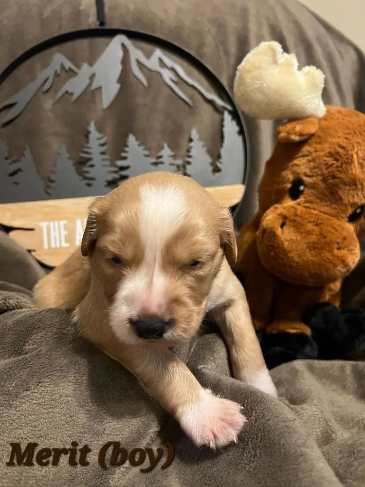 Cheveldayoff  Merit thumbnail 5