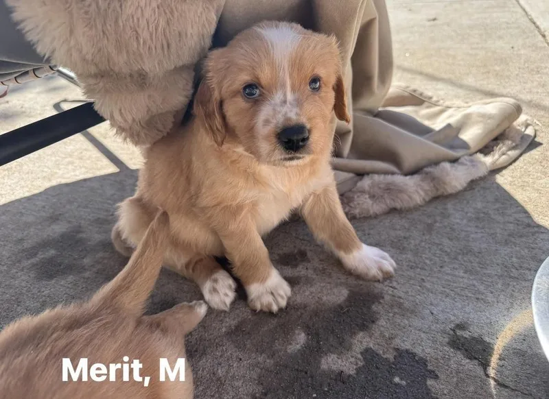 Cheveldayoff  Merit thumbnail 6