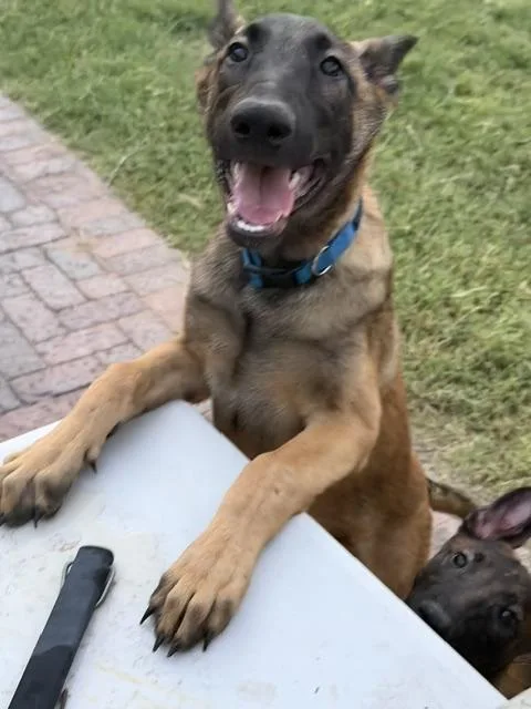 A young large-sized male Belgian Shepherd / Malinois dog named Chip for adoption in Glendale, AZ