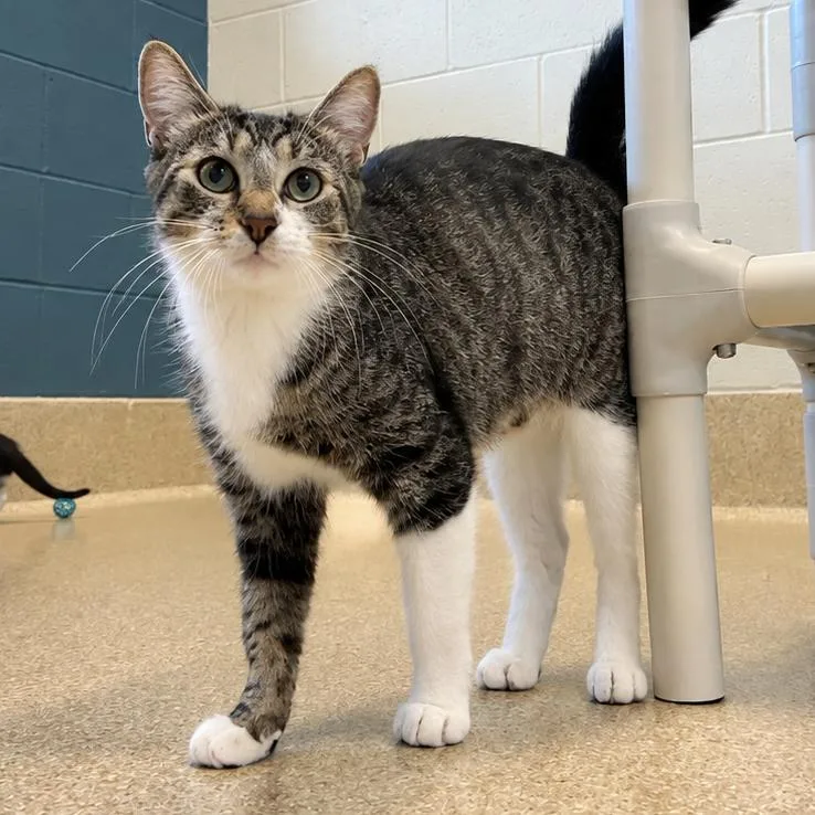 A young medium-sized female Brown / Chocolate Domestic Short Hair cat named Teal for adoption in Bristol, IN