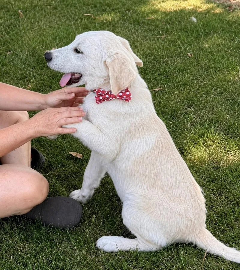 Waggles