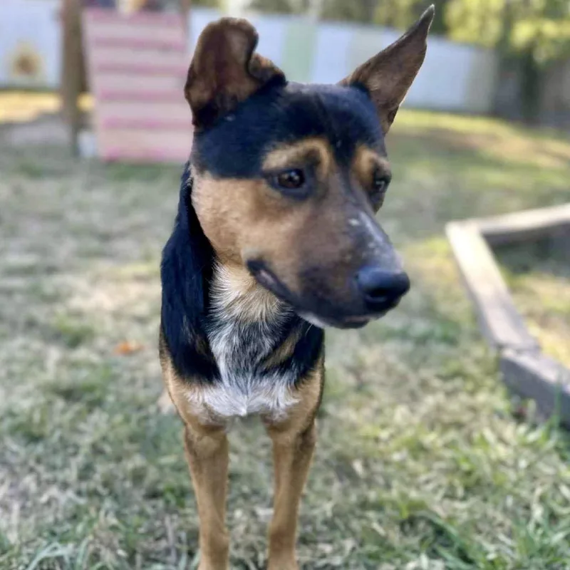 Sam The Man thumbnail 2