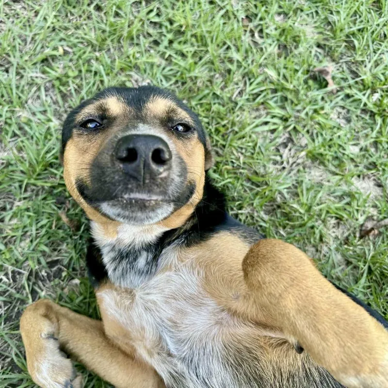 Sam The Man thumbnail 3