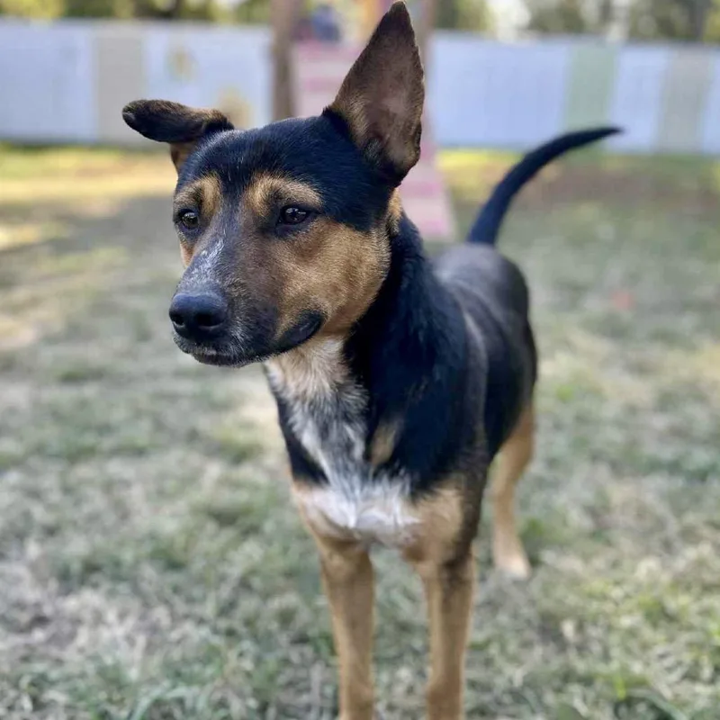 Sam The Man thumbnail 6