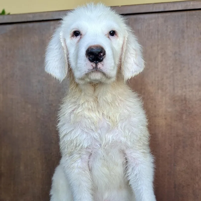 A baby small-sized male White / Cream Great Pyrenees dog named Everest for adoption in Fredericksburg, TX
