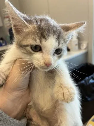 A young small-sized female Domestic Short Hair cat named Sabrina for adoption in Lafayette, IN