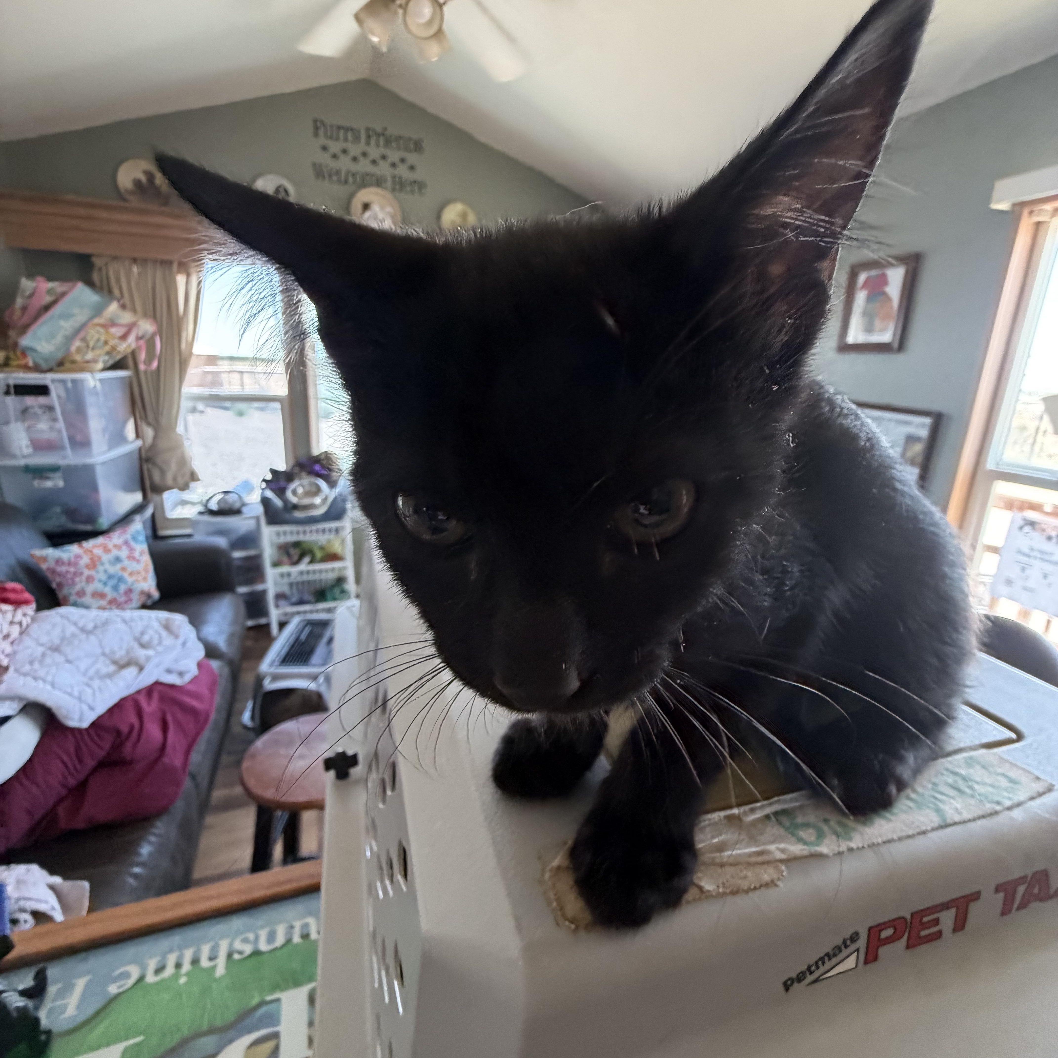 A baby small-sized female Black Domestic Short Hair cat named Lexi for adoption in Deming, NM