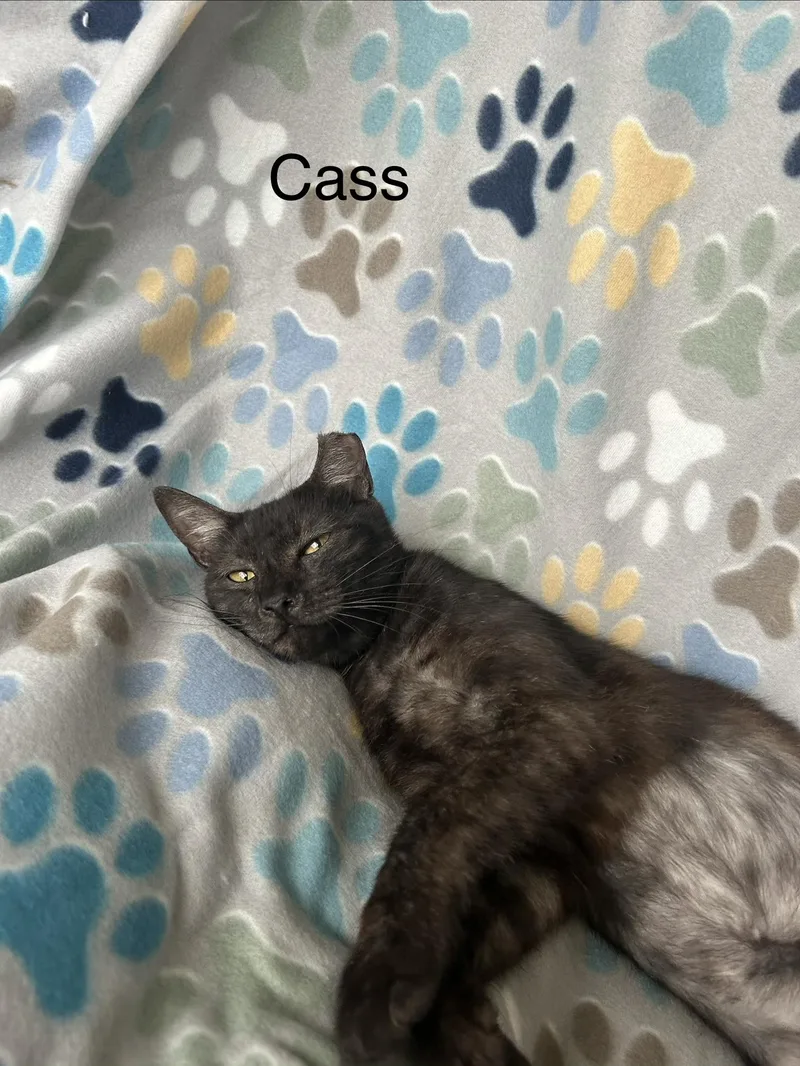 Cass thumbnail 2