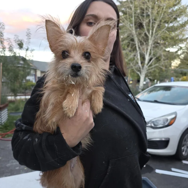 An adult small-sized female Brown / Chocolate Mixed Breed dog named Bella for adoption in Klamath Falls, OR