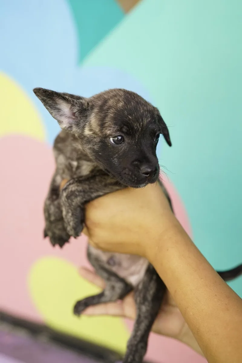 A baby small-sized male French Bulldog dog named Striker for adoption in Pasadena, CA