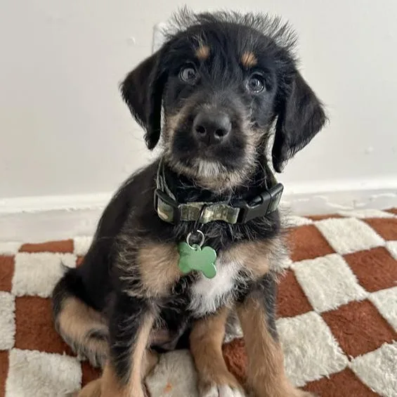 A baby large-sized male Bernese Mountain Dog dog named Mister Sir for adoption in Toledo, OH