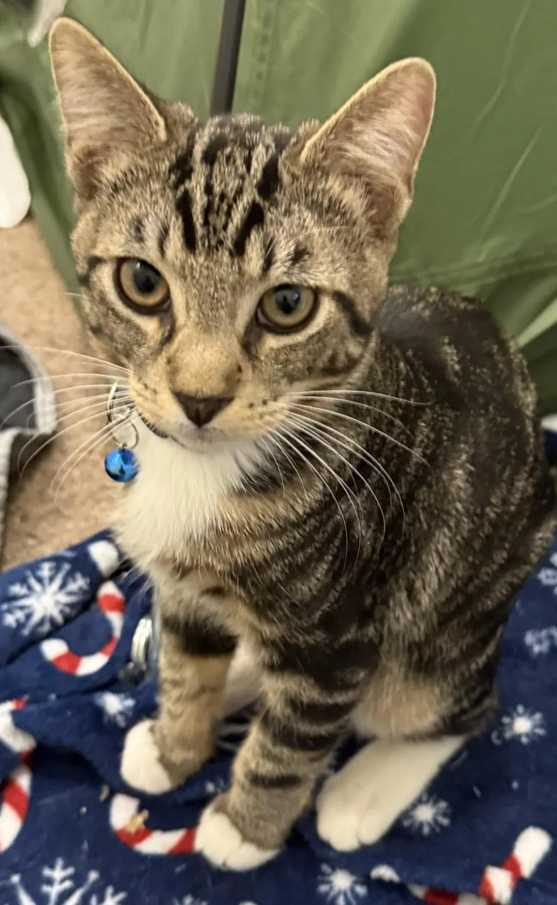A young medium-sized male Domestic Short Hair cat named Jasper for adoption in Frisco, TX