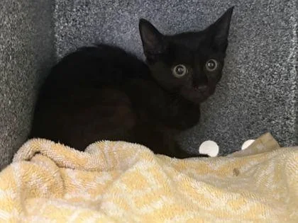 A baby small-sized male Domestic Short Hair cat named Boloney for adoption in Daytona Beach, FL