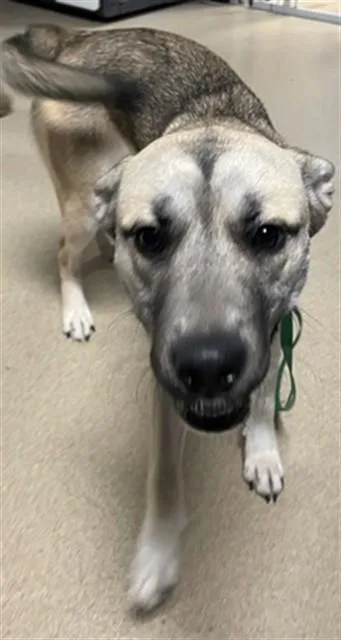 An adult large-sized female German Shepherd Dog dog named Autumn A for adoption in Plano, TX
