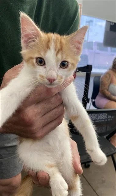 A baby medium-sized male Domestic Short Hair cat named Oliver for adoption in Dallas, TX