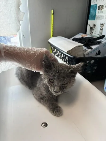 A baby small-sized male Domestic Short Hair cat named Billy Bob for adoption in Salt Lake City, UT