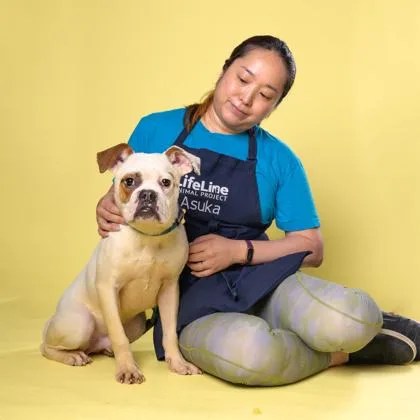 An adult medium-sized male American Bulldog dog named Gordon for adoption in Atlanta, GA