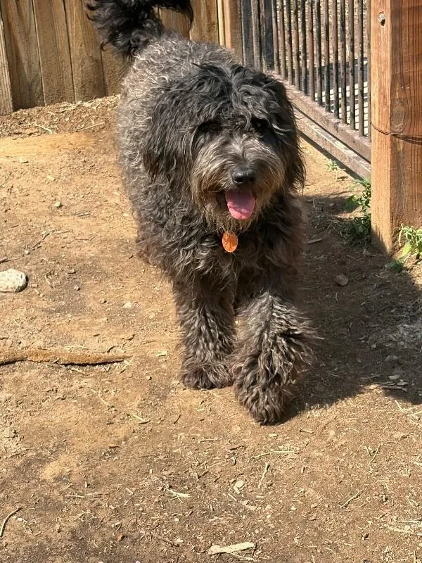 Honey Bear
