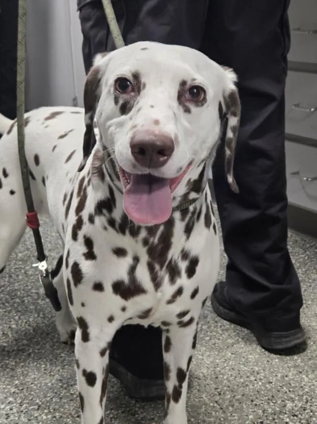 An adult large-sized female Dalmatian dog named Jess for adoption in Clinton Township, MI