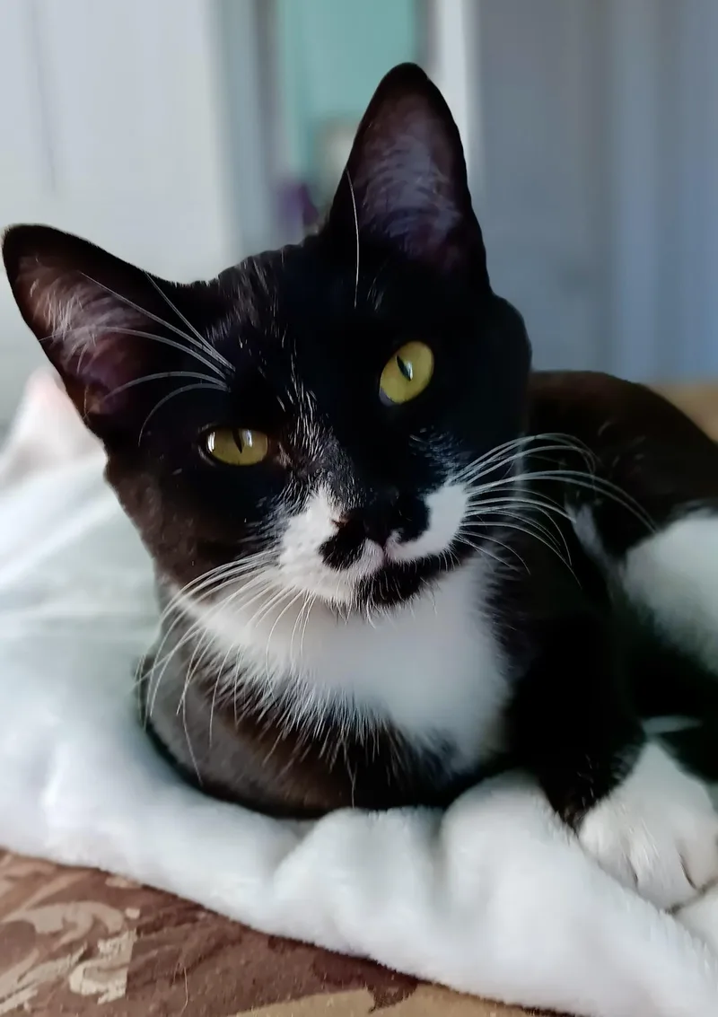 A baby small-sized female Black & White / Tuxedo Tuxedo cat named Simone for adoption in Belvidere, IL