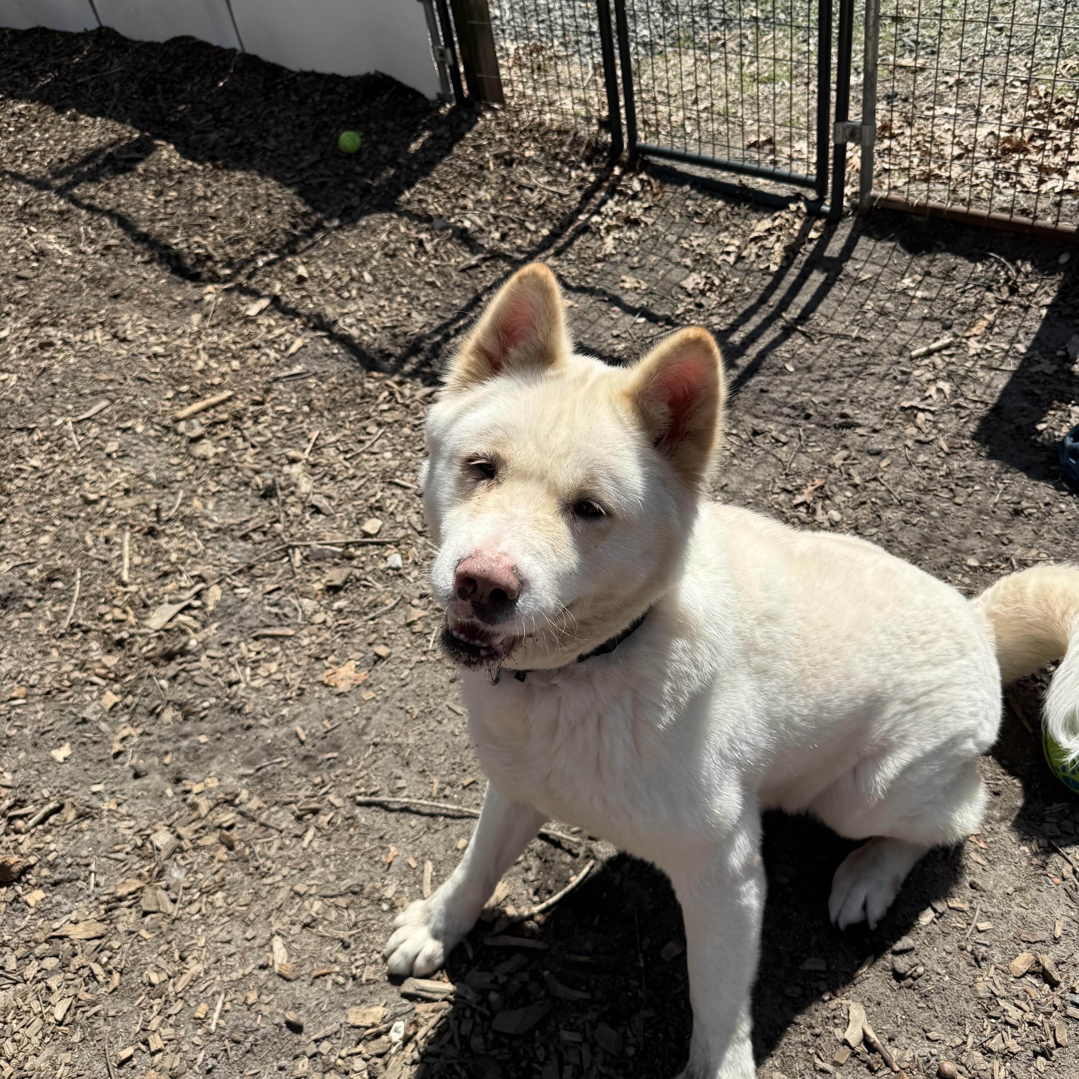 Ghost Bunny thumbnail 3