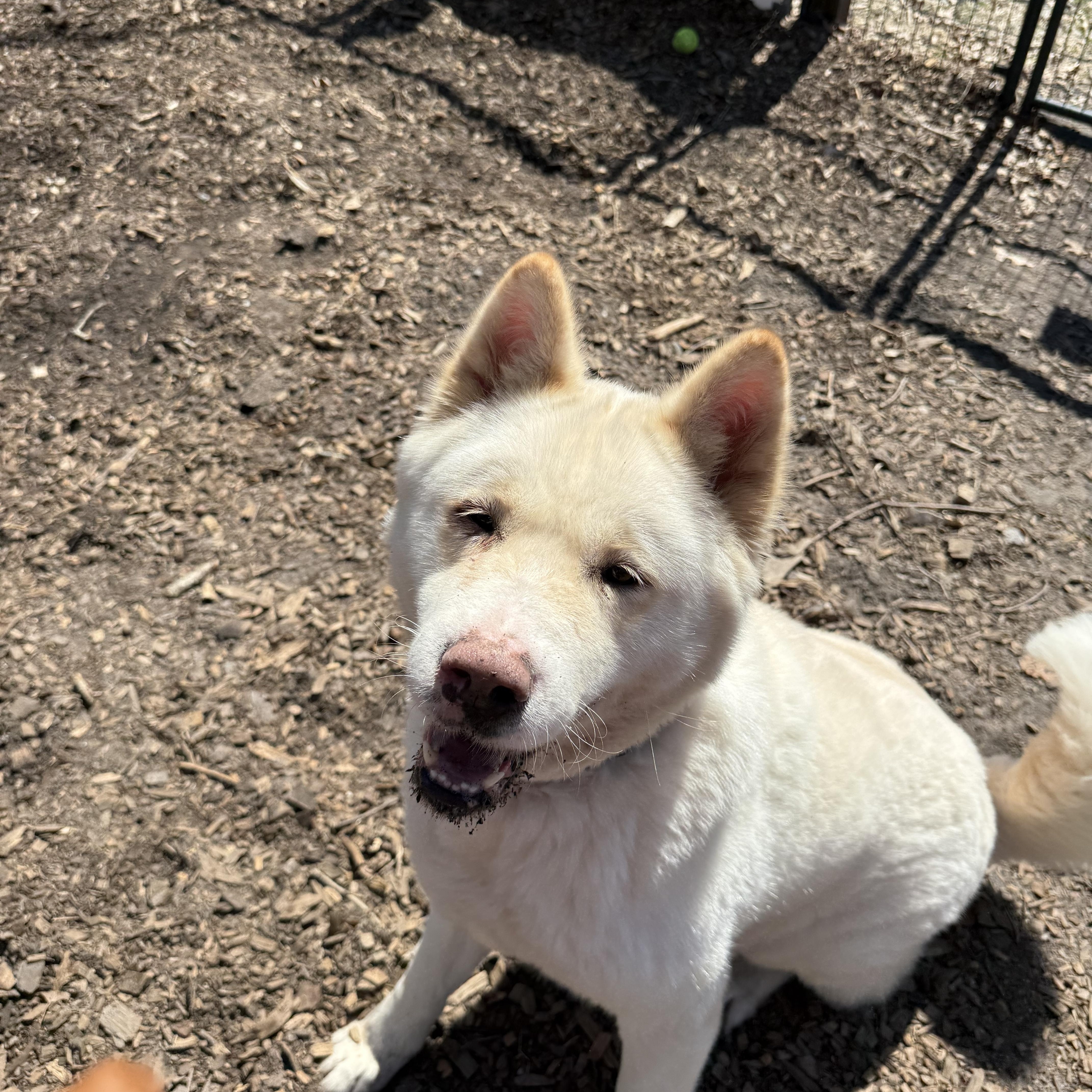 An adult large-sized female White / Cream Akita dog named Ghost Bunny for adoption in Toms River, NJ