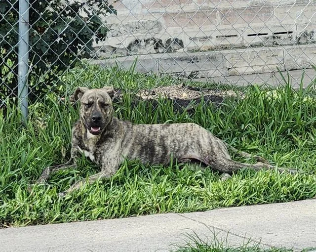 A young small-sized male American Staffordshire Terrier dog named Baraka for adoption in San Antonio, TX