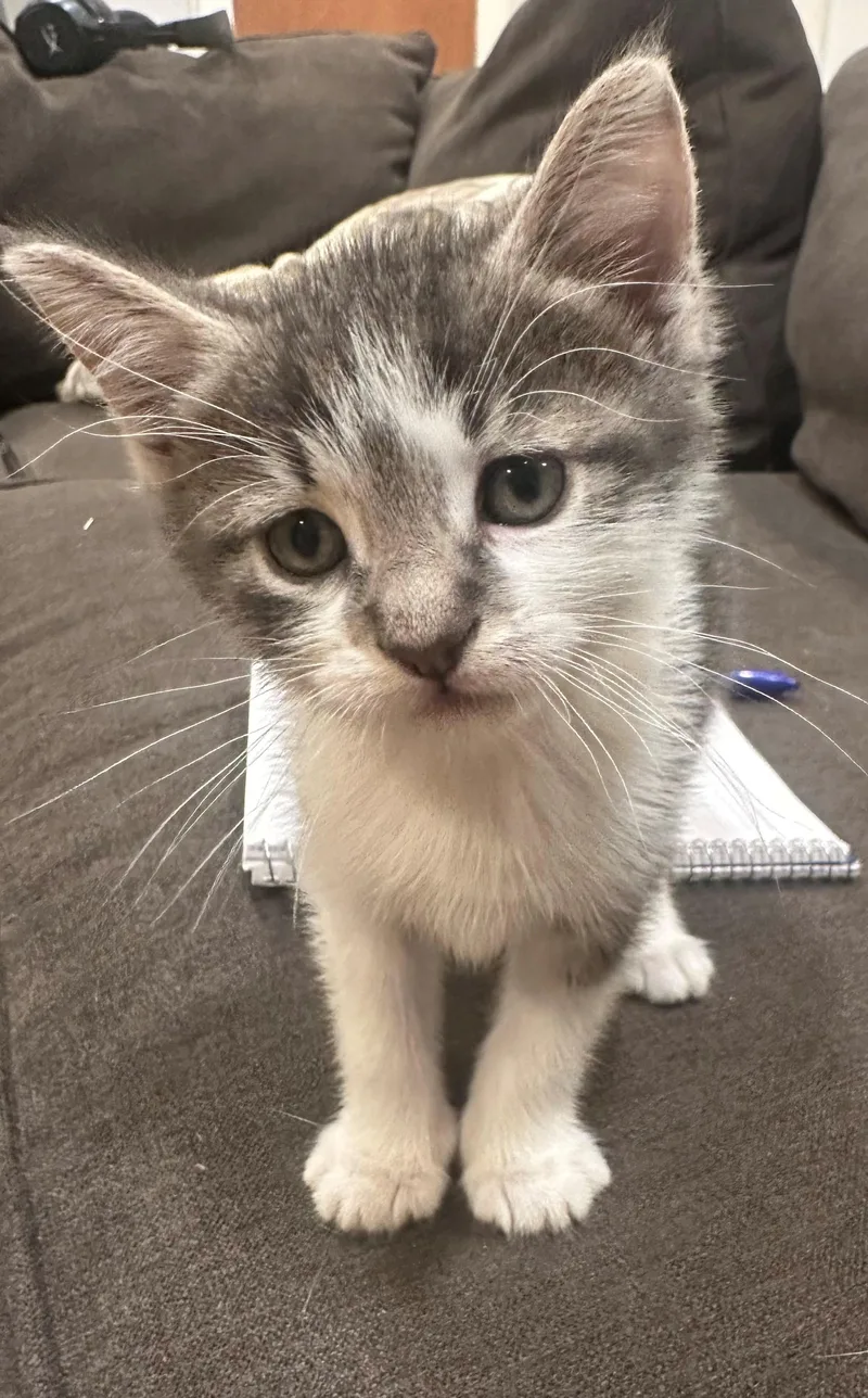 A baby medium-sized male Domestic Short Hair cat named Zeus for adoption in Bayonne, NJ