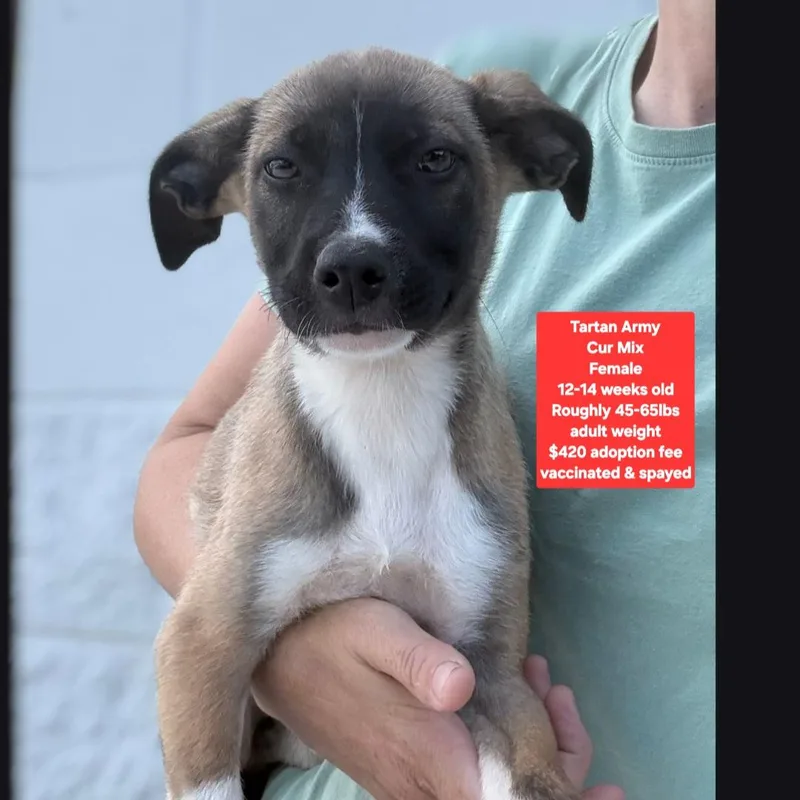 A baby medium-sized female Black Mouth Cur dog named Tartan Army for adoption in Oviedo, FL