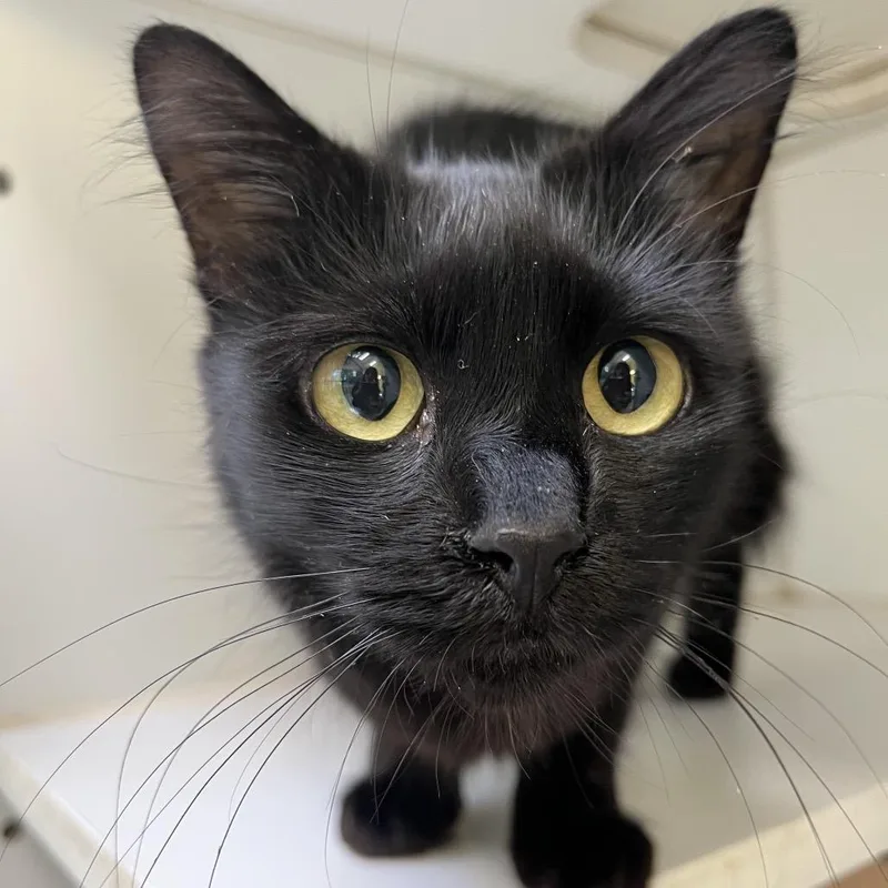 A baby small-sized female Black Domestic Short Hair cat named Desdemona for adoption in Newark, NJ