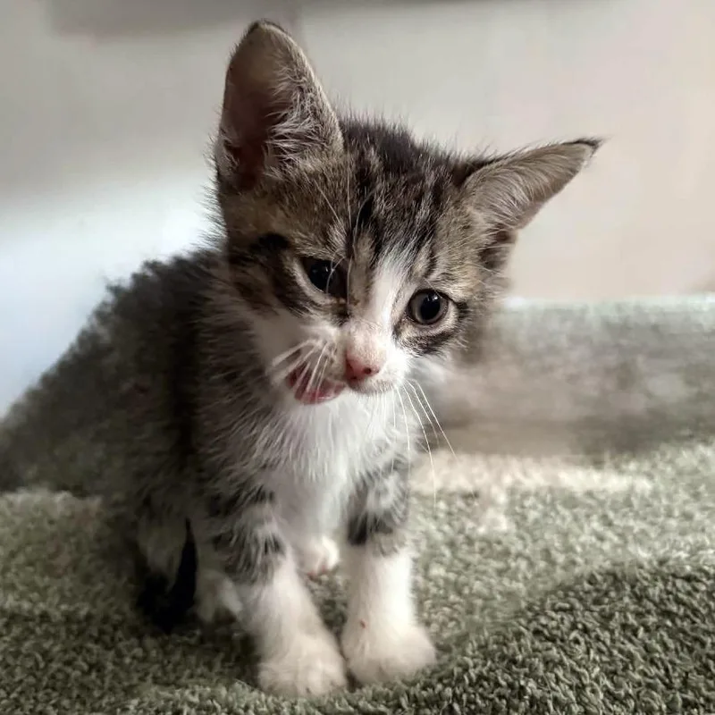 A baby small-sized female Gray / Blue / Silver Domestic Short Hair cat named Monarch for adoption in Austin, TX