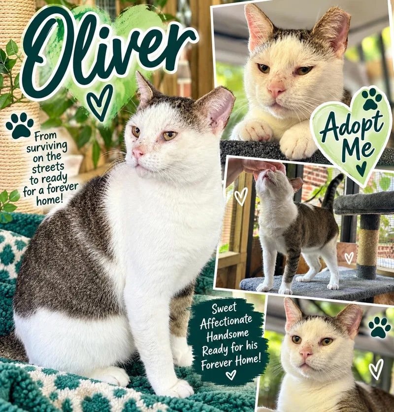 An adult medium-sized male Domestic Short Hair cat named Oliver for adoption in Jacksonville, FL