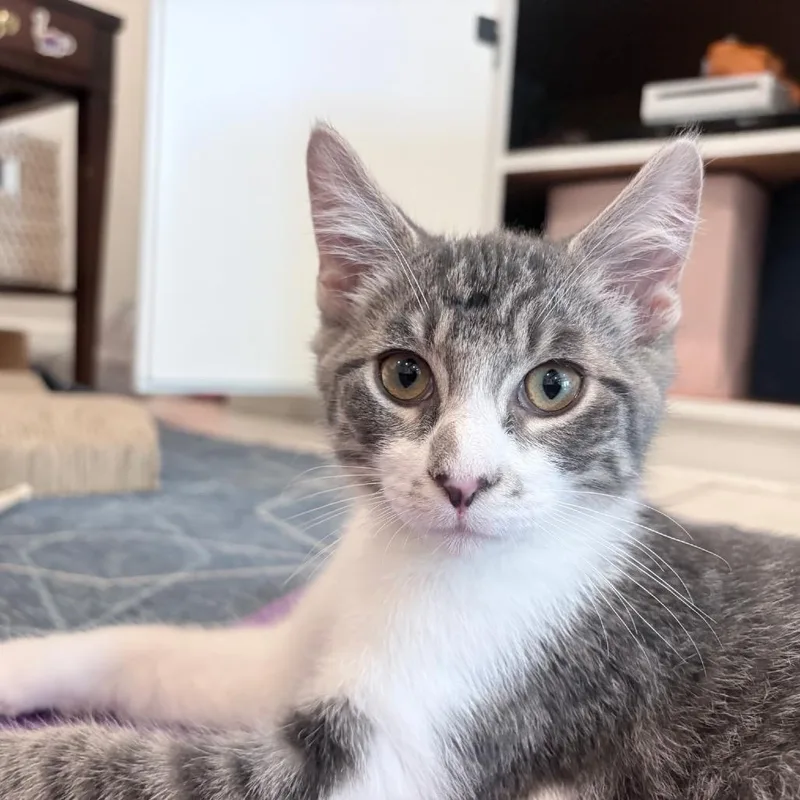 A baby medium-sized male Domestic Medium Hair cat named Orion for adoption in League City, TX
