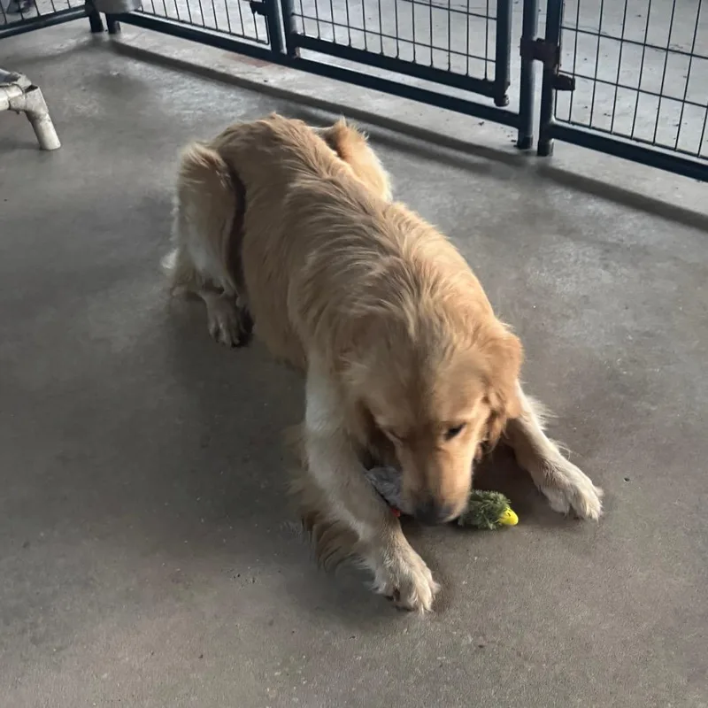 A young medium-sized male Golden Retriever dog named Maverick for adoption in Hinesville, GA