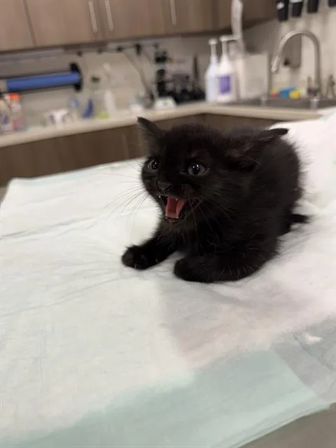 A baby small-sized female Domestic Short Hair cat named Mantis for adoption in Baytown, TX