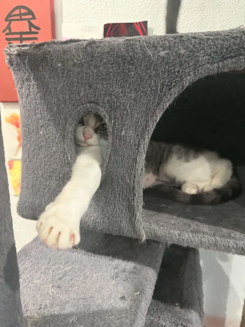 A baby medium-sized female Tabby (Gray / Blue / Silver) Domestic Short Hair cat named Bug for adoption in Norco, CA