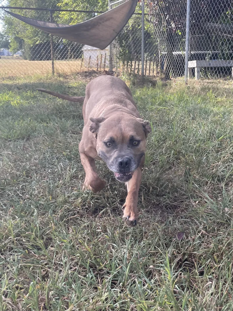 A young medium-sized female Yellow / Tan / Blond / Fawn Mixed Breed dog named Uno for adoption in Mishawaka, IN