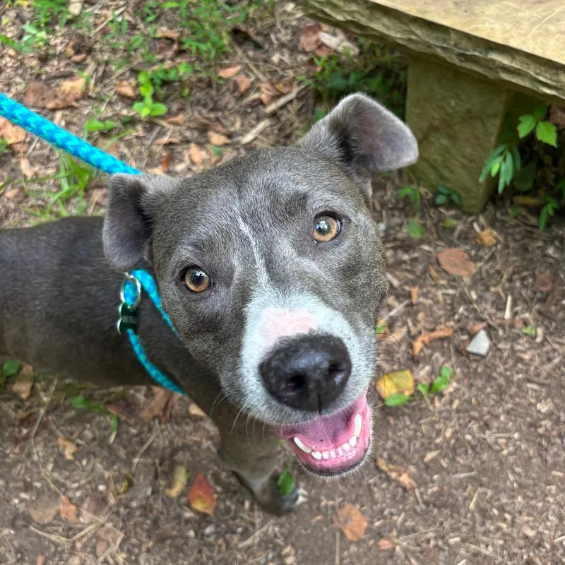 A young small-sized female Gray / Blue / Silver Terrier dog named Misty for adoption in Chattanooga, TN