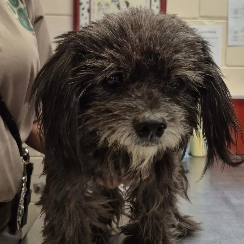 A senior small-sized female Black Mixed Breed dog named Scflstray for adoption in Lake Panasoffkee, FL