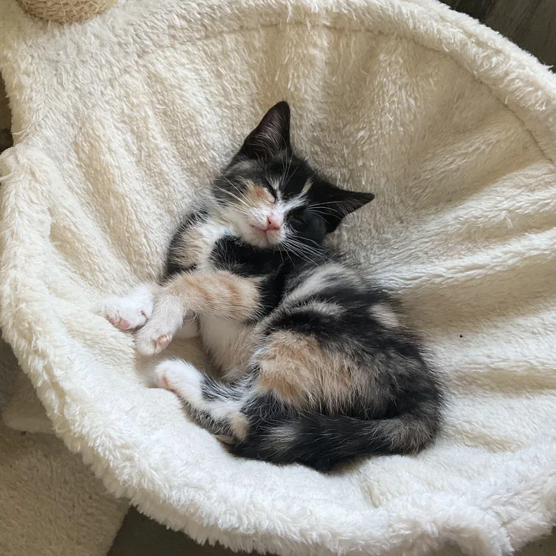 A baby small-sized female Calico Domestic Short Hair cat named Tchotchke for adoption in Woodbury, NJ