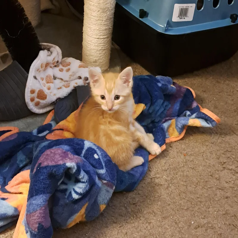 Apollo