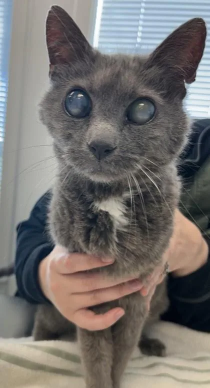 An adult large-sized male Domestic Short Hair cat named Ivan for adoption in Lafayette, IN