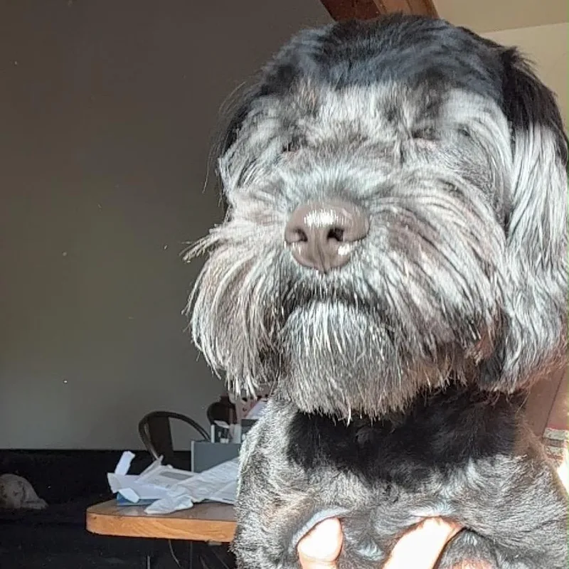 A young small-sized male Black Shih Tzu dog named Boba for adoption in Lauderhill, FL
