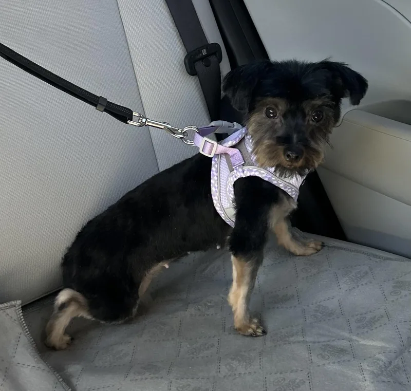 An adult small-sized female Yorkshire Terrier dog named Mabel for adoption in Calera, AL