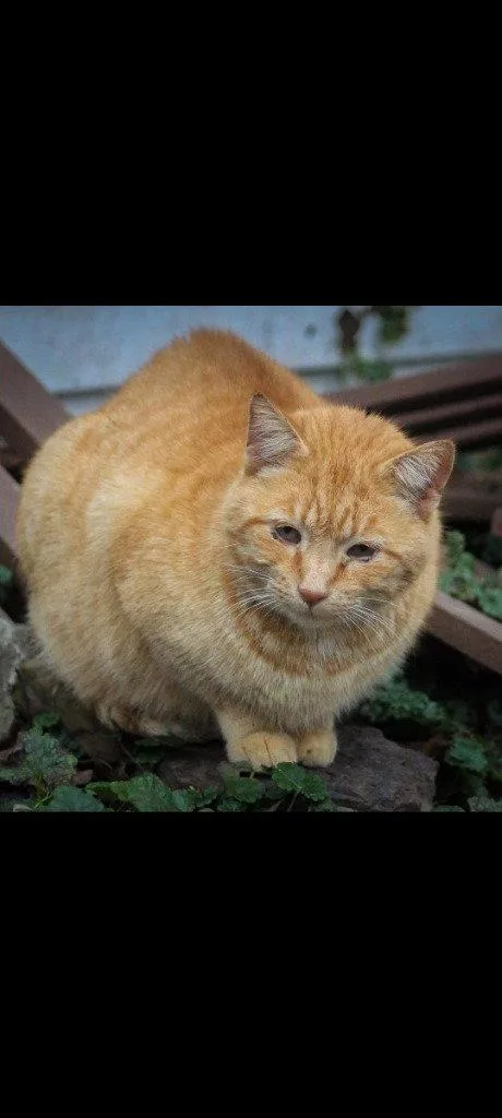 A senior medium-sized male Domestic Short Hair cat named Boswell for adoption in Cromwell, KY
