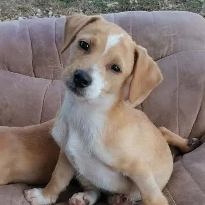 French Fry